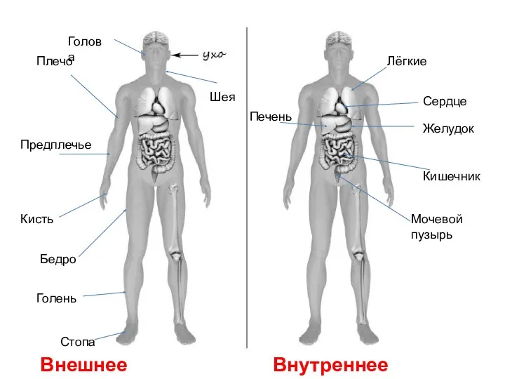 Плечо Предплечье Кисть Бедро Голень Стопа Шея Голова Внешнее строение