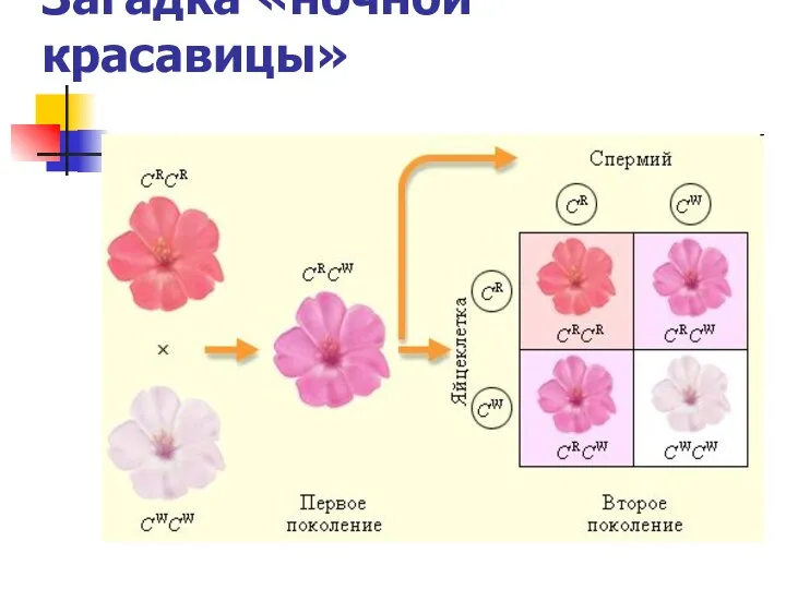 Загадка «ночной красавицы»