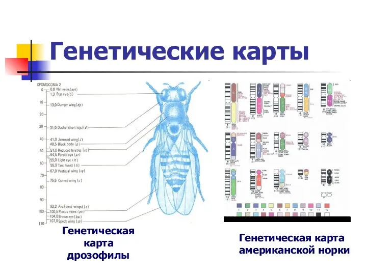 Генетические карты Генетическая карта американской норки Генетическая карта дрозофилы