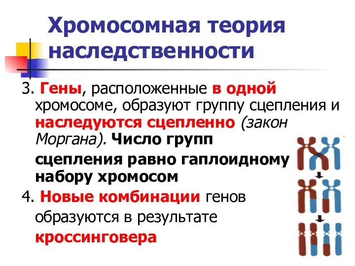 Хромосомная теория наследственности 3. Гены, расположенные в одной хромосоме, образуют