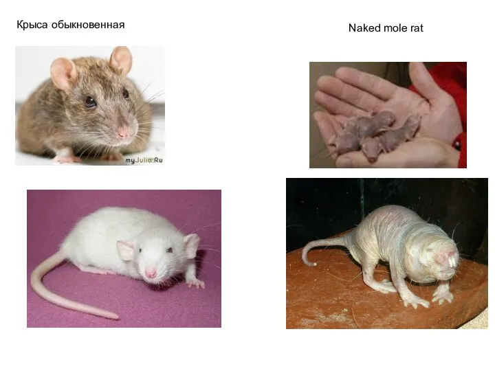 Крыса обыкновенная Naked mole rat