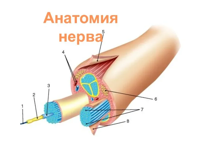 Анатомия нерва
