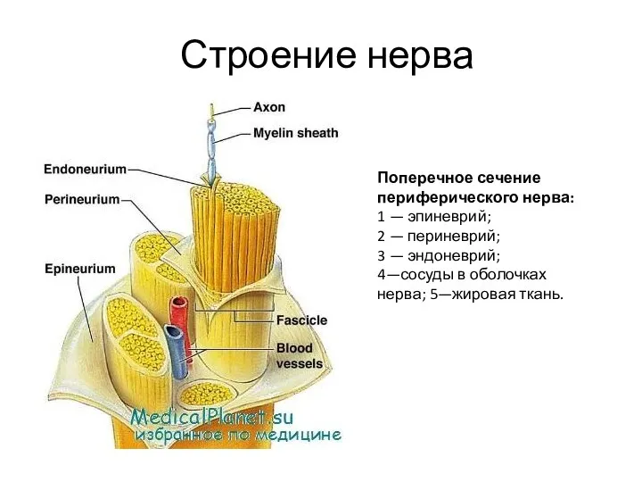 Поперечное сечение периферического нерва: 1 — эпиневрий; 2 — периневрий; 3 — эндоневрий;