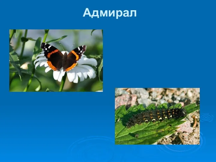 Адмирал