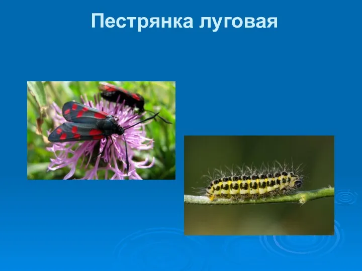 Пестрянка луговая