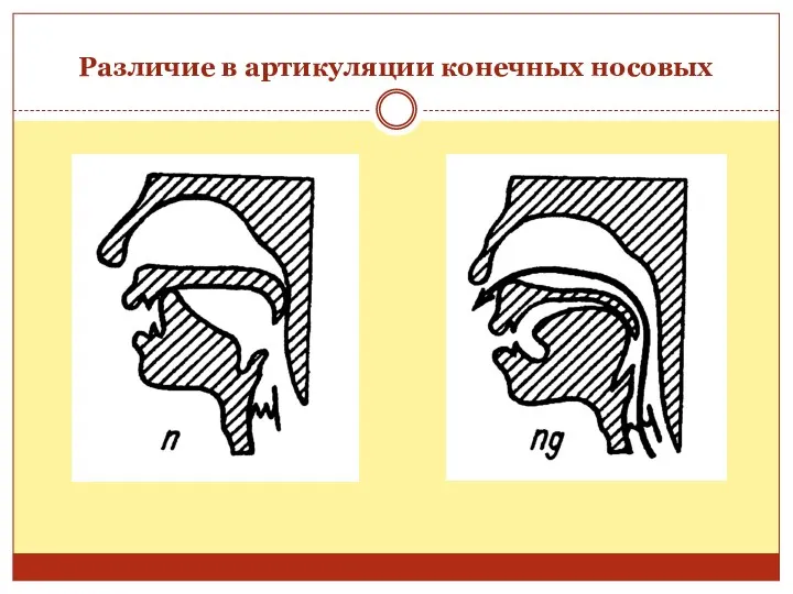 Различие в артикуляции конечных носовых