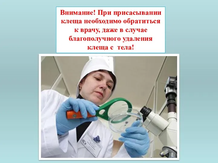 Внимание! При присасывании клеща необходимо обратиться к врачу, даже в случае благополучного удаления клеща с тела!