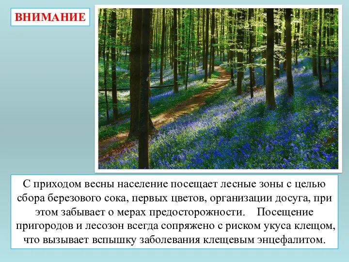 С приходом весны население посещает лесные зоны с целью сбора