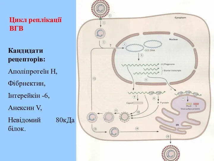 Цикл реплікації ВГВ Кандидати рецепторів: Аполіпротеїн Н, Фібрнектин, Інтерейкін -6, Анексин V, Невідомий 80кДа білок.