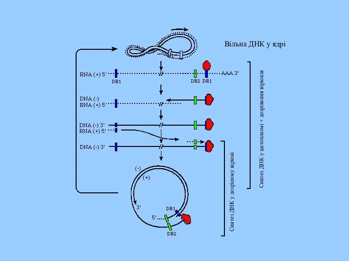 Вільна ДНК у ядрі Синтез ДНК у цитоплазмі + дозрівання віріонів Синтез ДНК у дозрілому віріоні
