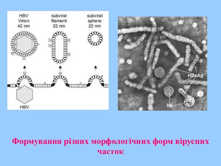 Формування різних морфологічних форм вірусних часток