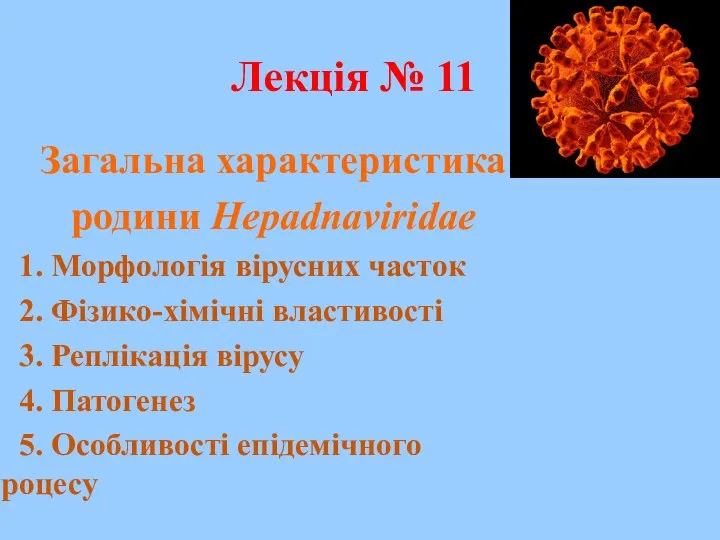 Лекція № 11 Загальна характеристика родини Hepadnaviridae 1. Морфологія вірусних