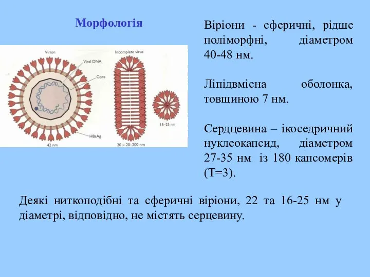 Віріони - сферичні, рідше поліморфні, діаметром 40-48 нм. Ліпідвмісна оболонка,