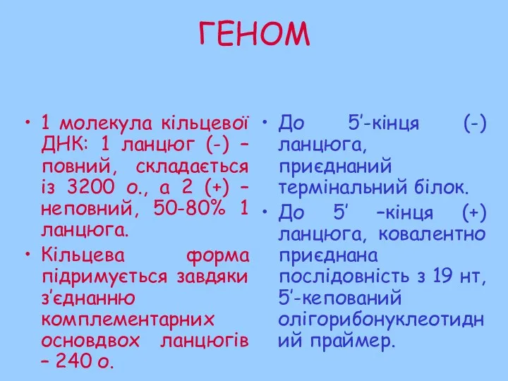 ГЕНОМ 1 молекула кільцевої ДНК: 1 ланцюг (-) – повний,