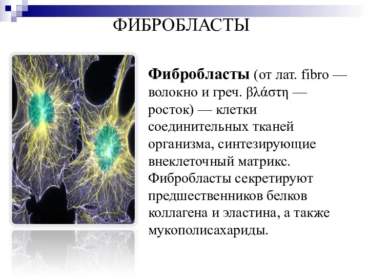 ФИБРОБЛАСТЫ Фибробласты (от лат. fibro — волокно и греч. βλάστη