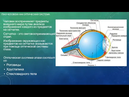 ГЛАЗ ЧЕЛОВЕКА КАК ОПТИЧЕСКАЯ СИСТЕМА. Человек воспринимает предметы внешнего мира