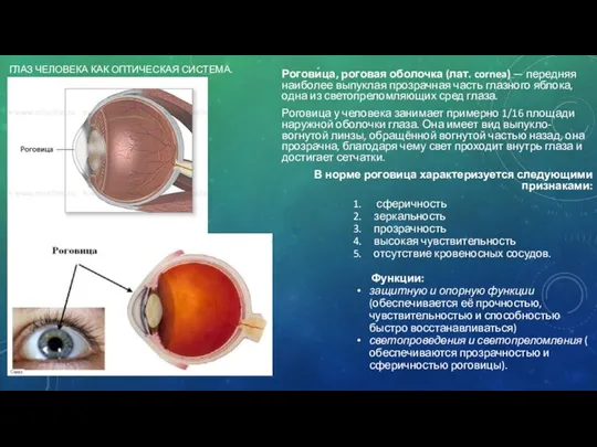 ГЛАЗ ЧЕЛОВЕКА КАК ОПТИЧЕСКАЯ СИСТЕМА. Рогови́ца, роговая оболочка (лат. cornea)