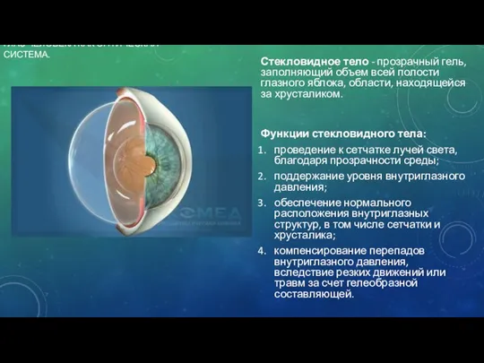 ГЛАЗ ЧЕЛОВЕКА КАК ОПТИЧЕСКАЯ СИСТЕМА. Стекловидное тело - прозрачный гель,