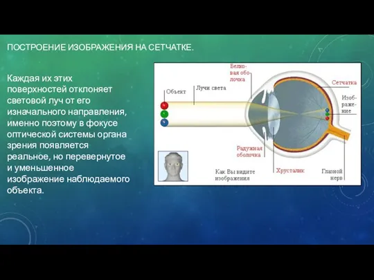 ПОСТРОЕНИЕ ИЗОБРАЖЕНИЯ НА СЕТЧАТКЕ. Каждая их этих поверхностей отклоняет световой