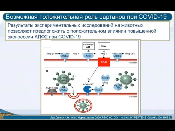 Возможная положительная роль сартанов при COVID-19 Jan Danser A.H., et