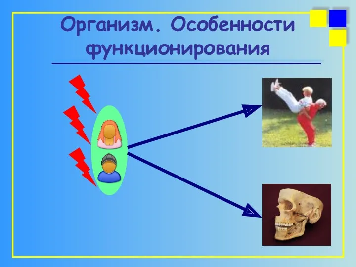 Организм. Особенности функционирования