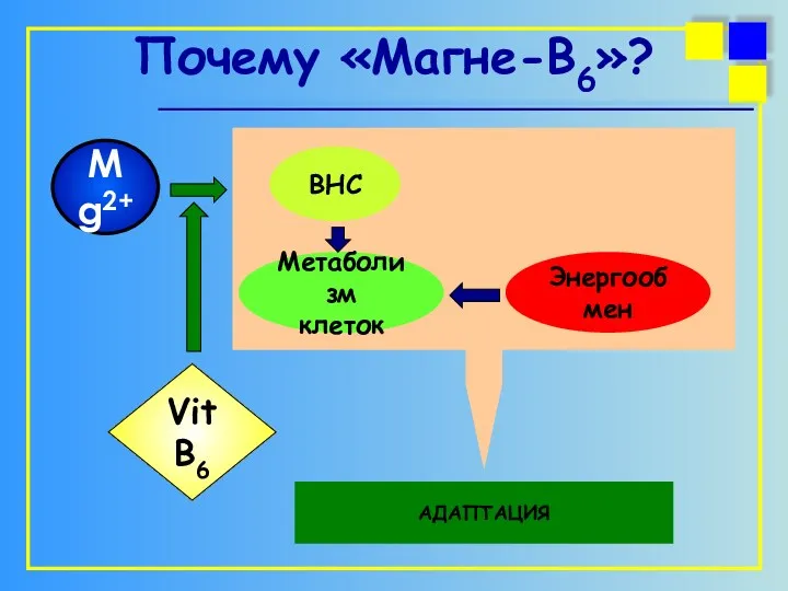 Mg2+ Vit B6 Почему «Магне-В6»? ВНС Метаболизм клеток Энергообмен АДАПТАЦИЯ