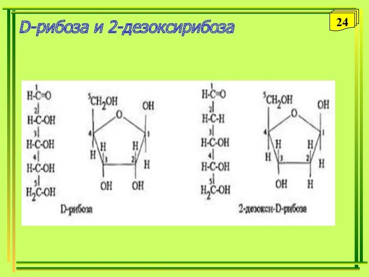 D-рибоза и 2-дезоксирибоза 24