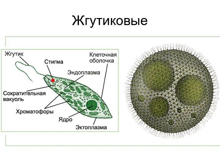 Жгутиковые