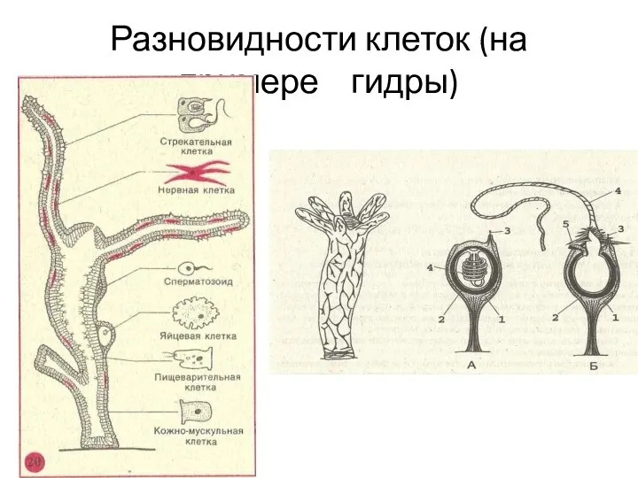 Разновидности клеток (на примере гидры)