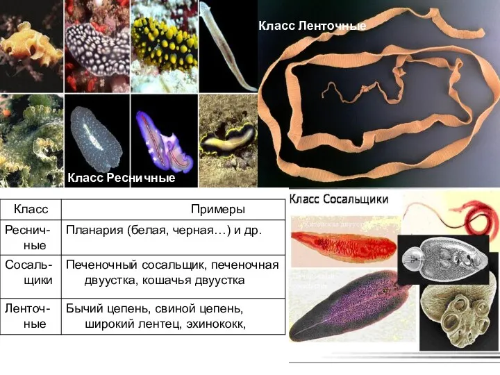 Класс Ленточные Класс Ресничные