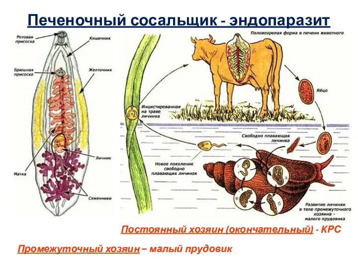 Печеночный сосальщик - эндопаразит Постоянный хозяин (окончательный) - КРС Промежуточный хозяин – малый прудовик