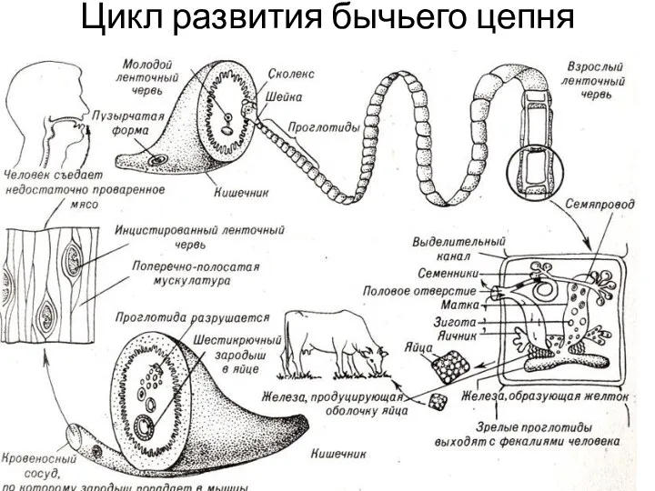 Цикл развития бычьего цепня