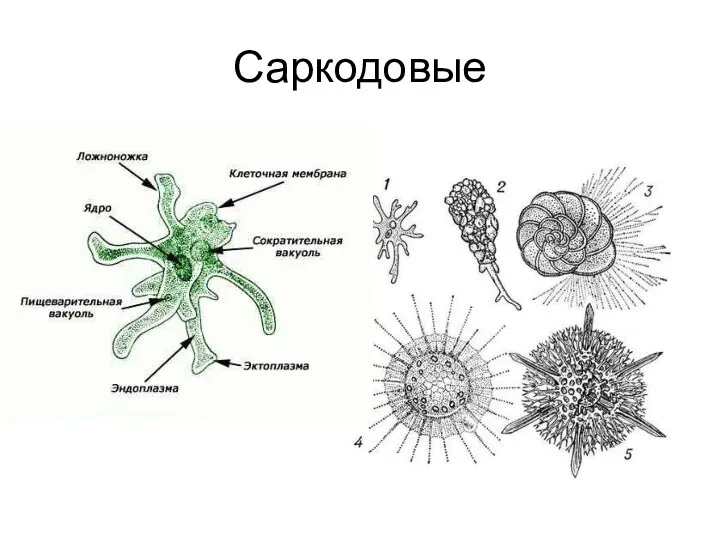 Саркодовые