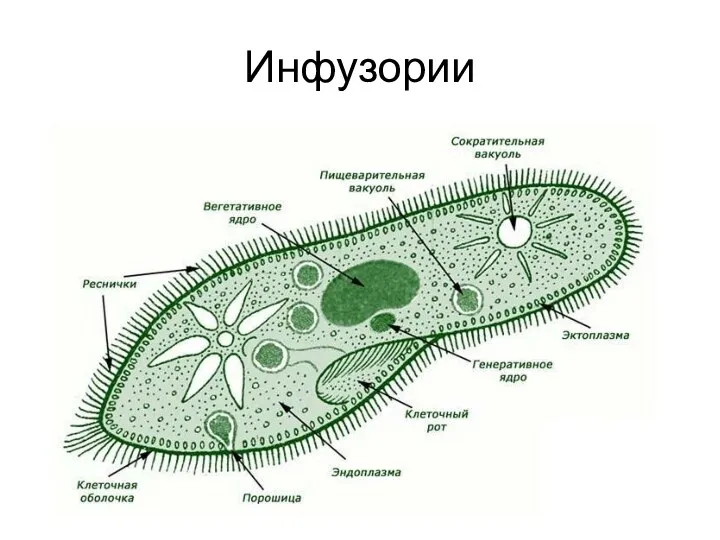 Инфузории