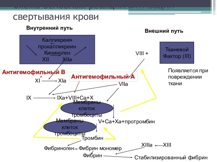 Схема основных реакций активации свертывания крови Калликреин прокалликреин Кининоген XII