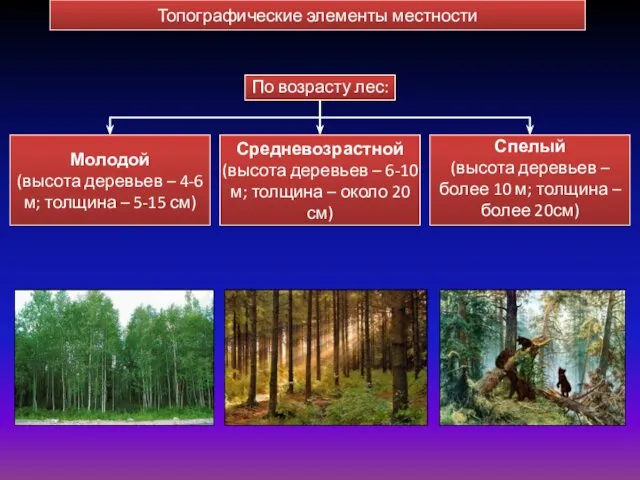 По возрасту лес: Молодой (высота деревьев – 4-6 м; толщина