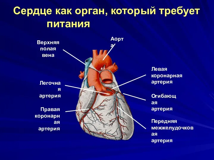 Сердце как орган, который требует питания Верхняя полая вена Аорта