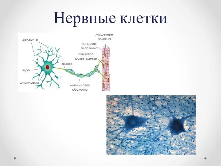 Нервные клетки