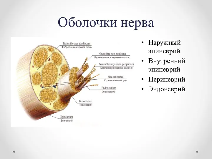 Оболочки нерва Наружный эпиневрий Внутренний эпиневрий Периневрий Эндоневрий