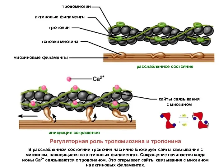 Регуляторная роль тропомиозина и тропонина В расслабленном состоянии тропонин частично