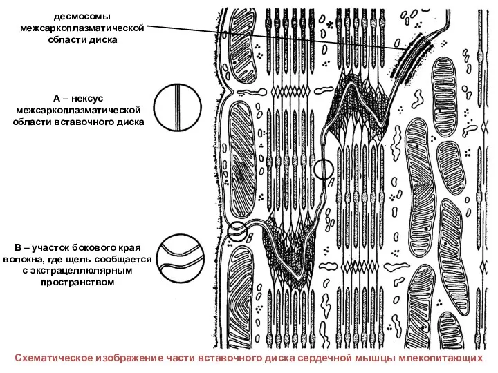 А – нексус межсаркоплазматической области вставочного диска В – участок бокового края волокна,
