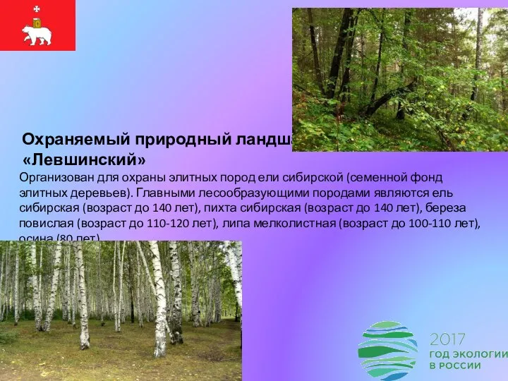 Охраняемый природный ландшафт «Левшинский» Организован для охраны элитных пород ели сибирской (семенной фонд