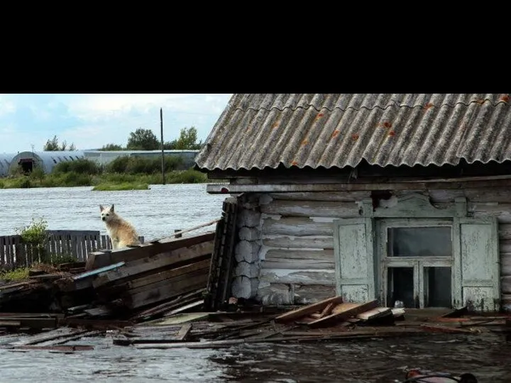Наводнение на Дальнем Востоке, 2013 Гудинова Ж.В.