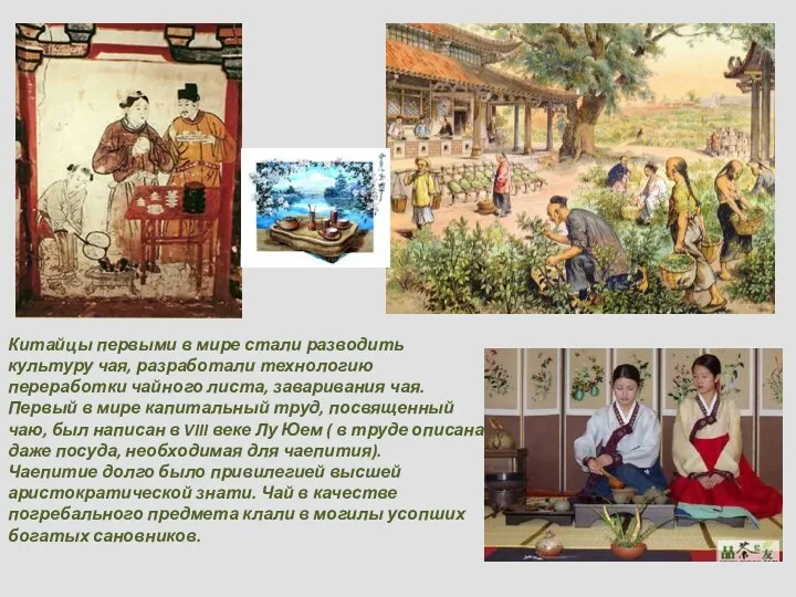 Китайцы первыми в мире стали разводить культуру чая, разработали технологию