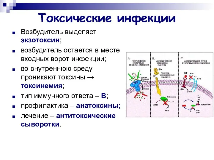 Токсические инфекции Возбудитель выделяет экзотоксин; возбудитель остается в месте входных