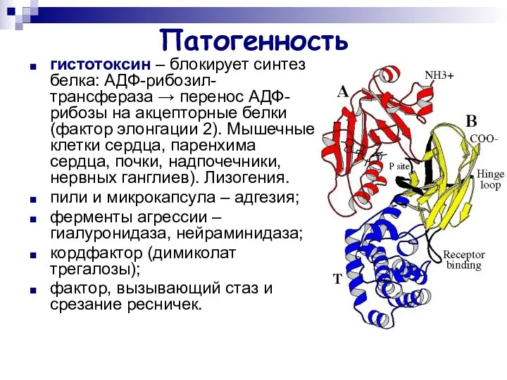 Патогенность гистотоксин – блокирует синтез белка: АДФ-рибозил-трансфераза → перенос АДФ-рибозы