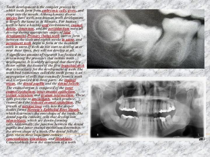 Tooth development is the complex process by which teeth form