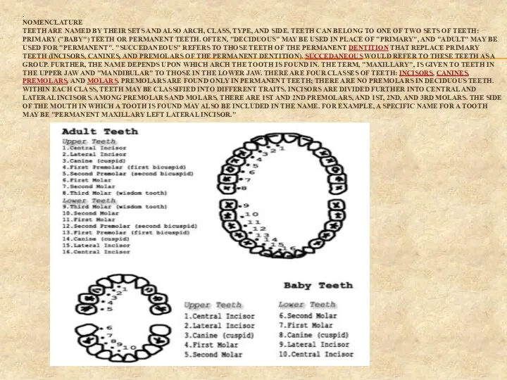 . NOMENCLATURE TEETH ARE NAMED BY THEIR SETS AND ALSO ARCH, CLASS, TYPE,