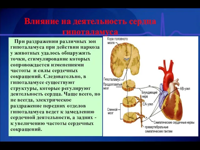 Влияние на деятельность сердца гипоталамуса При раздражении различных зон гипоталамуса