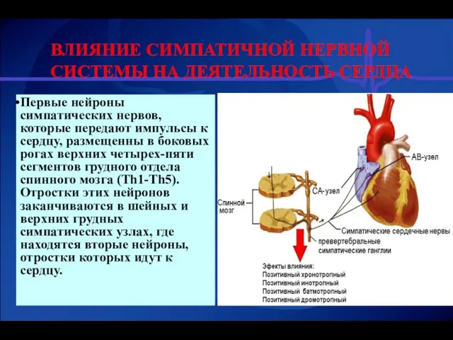 Первые нейроны симпатических нервов, которые передают импульсы к сердцу, размещенны